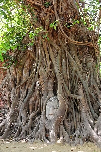The head and face of Buddha in the roots of a Bodhi tree in Wat Mahathat, Ayutthaya, Thailand