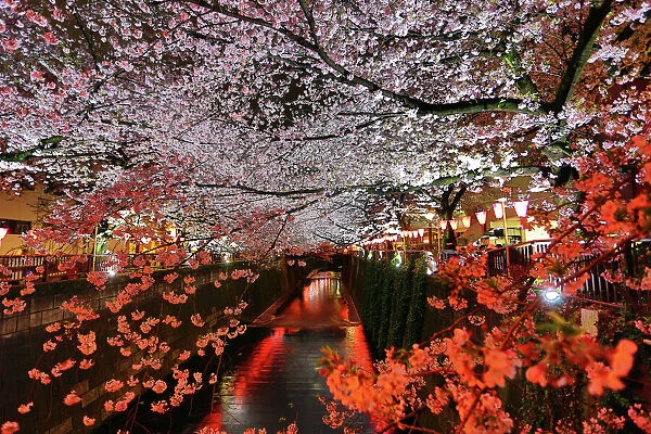 Illuminated cherry blossom Sakura along the Meguro River in Tokyo, Japan