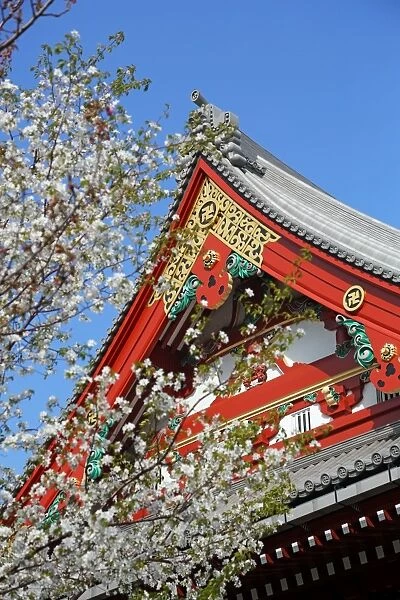 Japanese Cherry blossom at Sensoji Asakusa Kannon Temple, Tokyo, Japan