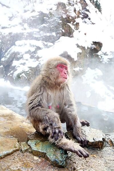 Japanese Macaque, Snow Monkeys at the natural springs in Jigokudani Monkey Park near Nagano, Japan