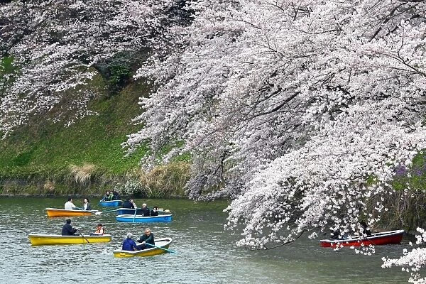 Japanese people enjoy the first day of full bloom Cherry Blossom in Tokyo, Japan