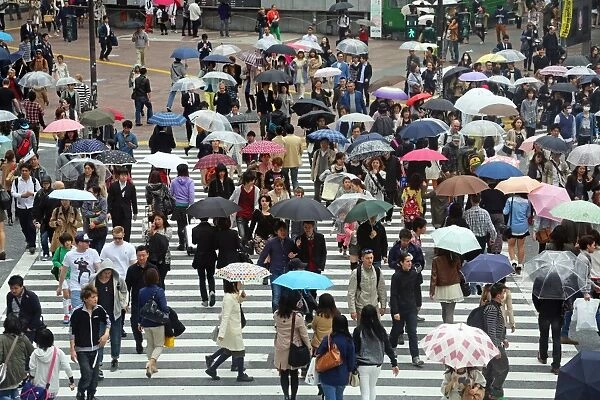 Japanese street scene showing crowds of people crossing the street with umbrellas in the rain on a pedestrian crossing in Shibuya, Tokyo, Japan
