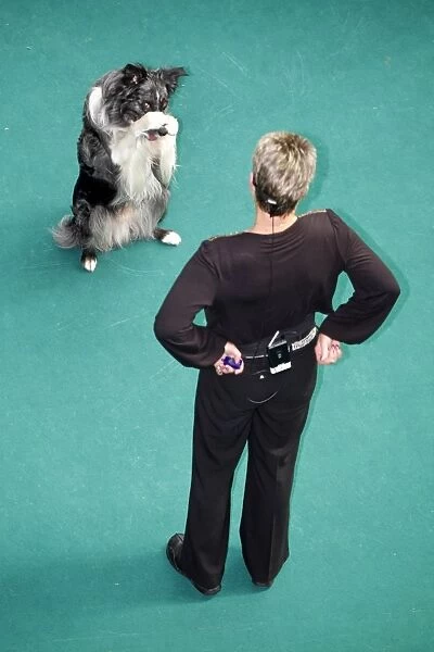 Kennel Club dog training at the London Pet Show 2011