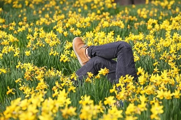 Legs amongst the Spring Daffodils in St. James Park, London