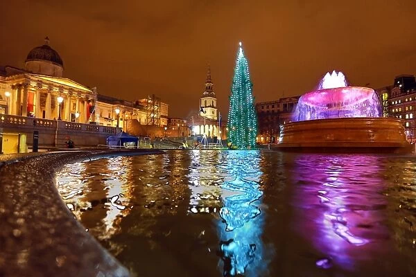 Lighting of the Trafalgar Square Christmas Tree in London