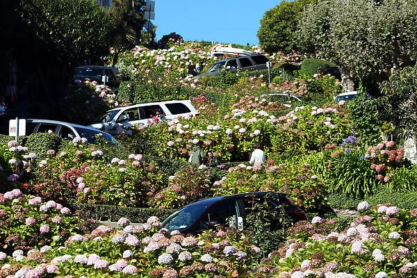 Lombard Street, the crookedest street in the workd in San Franciso, California, USA
