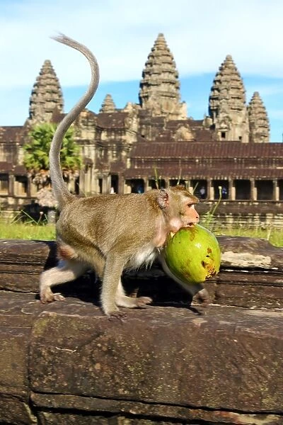 Long tailed Macaque Monkey at Angkor Wat Temple in Siem Reap, Cambodia