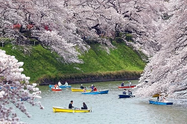 Looking at Cherry Blossom Sakura from boats in Tokyo, Japan