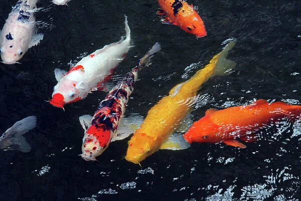 Macau, China. Koi Carp and goldfish fish swimming in a pool in Macau, China