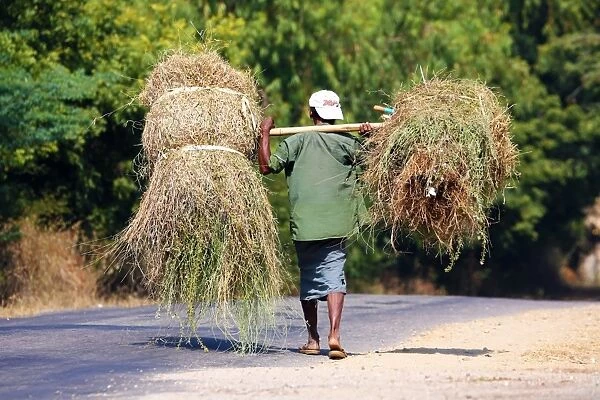 Man carrying bales of grass along the road, Bagan, Myanmar (Burma)