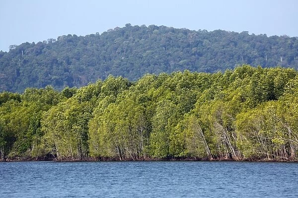 Mangove swamp, Langkawi, Malaysia