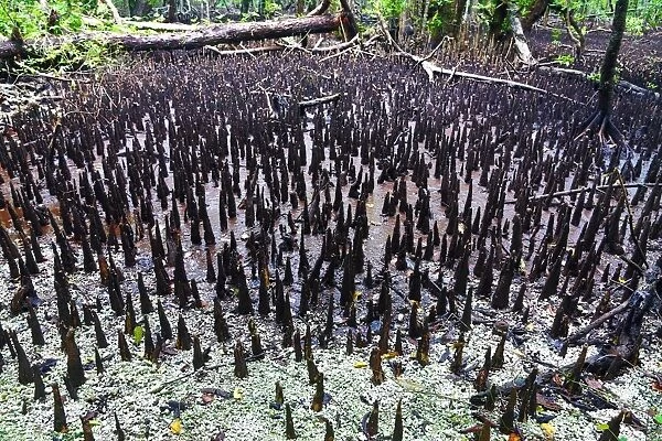 Mangrove Swamp, Carp Island, Republic of Palau, Micronesia, Pacific Ocean