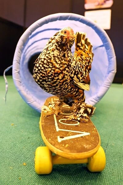 Mercedes the skate-boarding chicken at the London Pet Show 2013