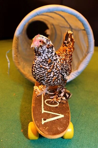 Mercedes the skate-boarding chicken at the London Pet Show 2013