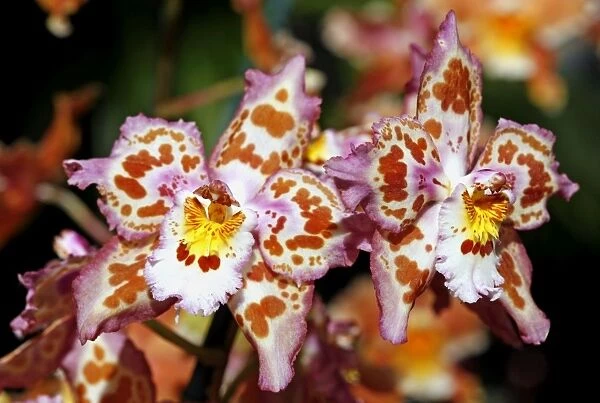 Odontioda Durham City Orchid