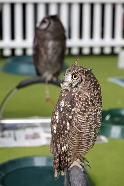 Owl at the London Pet Show 2011
