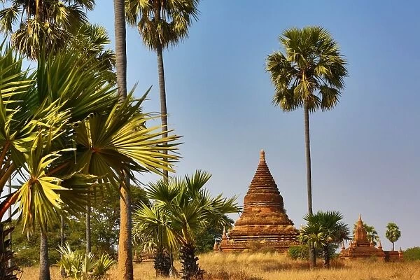Pagodas and Palm Trees in Nuang U, Bagan, Myanmar (Burma)