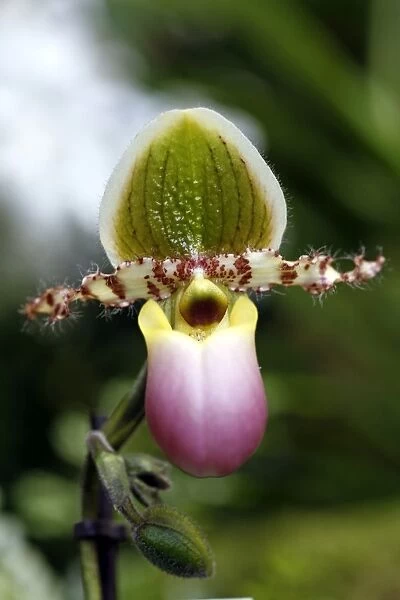Pahiopedilum Pinocchio Orchid