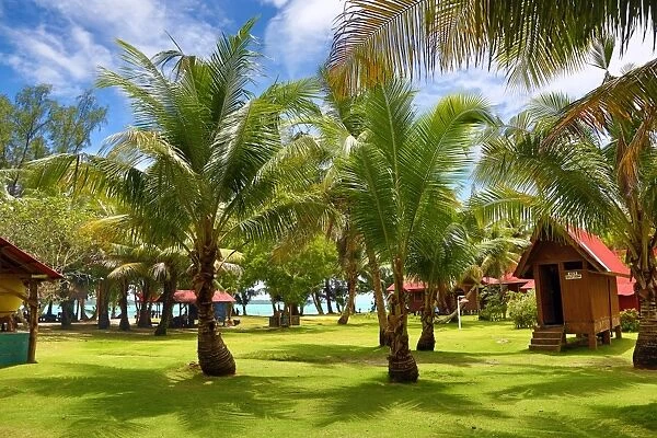 Palm trees at the Carp Island resort, Carp Island, Republic of Palau, Micronesia