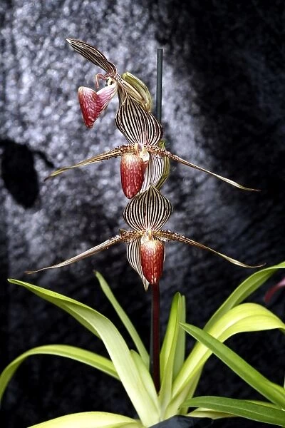 Paphiopedilum Rothschildiamum Orchid