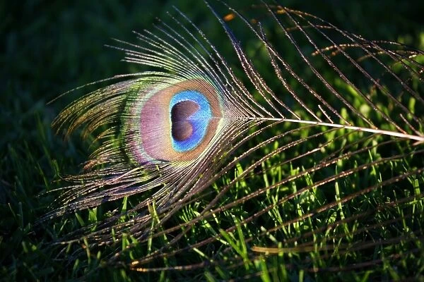 Peacock Feather. Eye pattern in a Peacock feather
