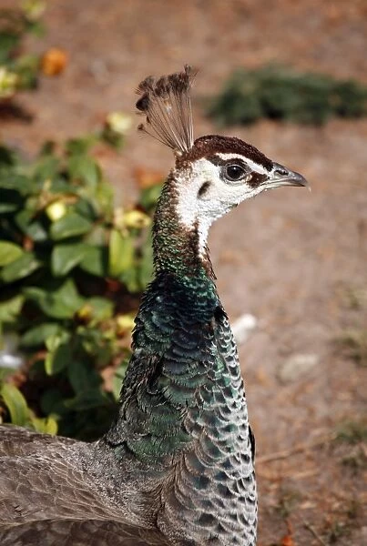 Peahen, female Peacock