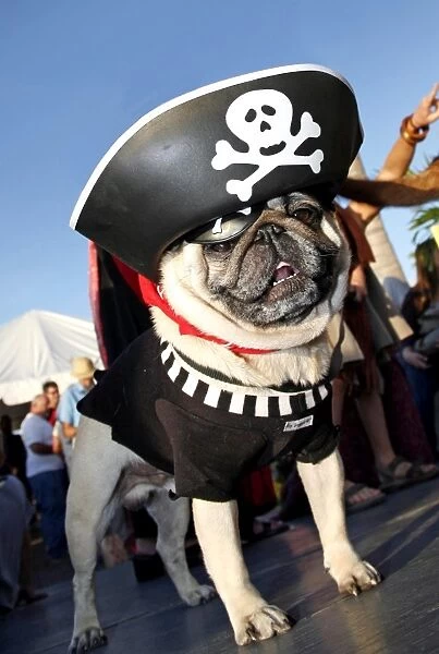Dog. Pub dressed as a Pirate