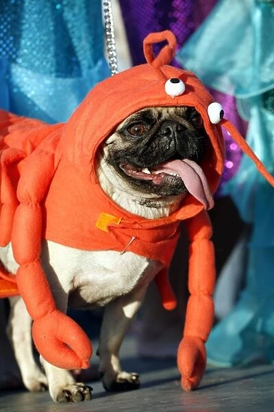 Dog. Pug dressed as a lobster