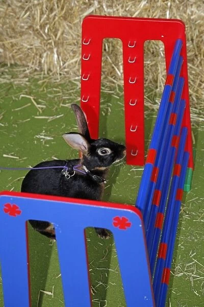 Rabbit Hurdling at the London Pet Show 2011