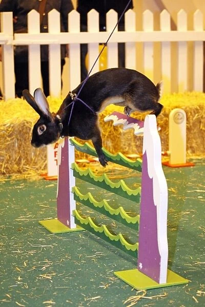 Rabbit Show Jumping at the London Pet Show