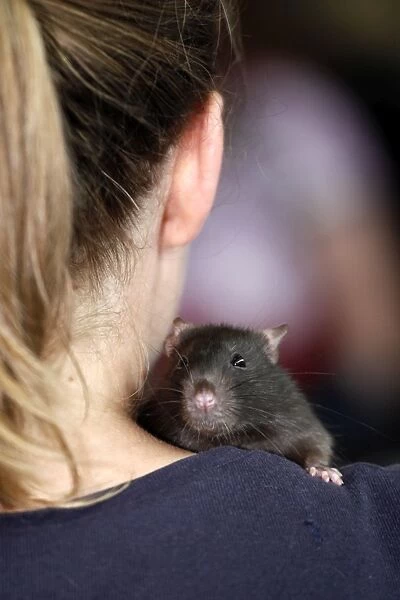 Rat at the London Pet Show 2011