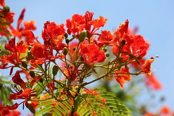 Red flowers on a Flame Tree, Delonix Regia, Thailand