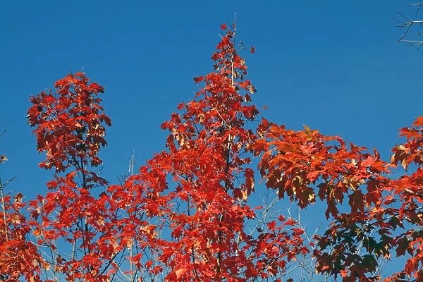 Red leaves on trees in during the Fall season of Autumn