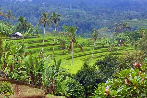 Rice terraces and palm trees in Mekarsari, Bali, Indonesia