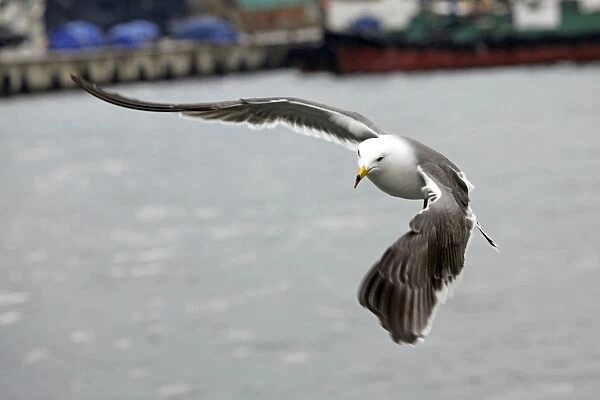 Seagull in Busan Harbour in Busan, South Korea
