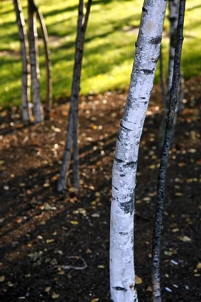 Silver Birch tree trunks