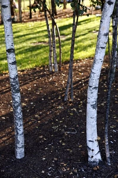 Silver Birch tree trunks