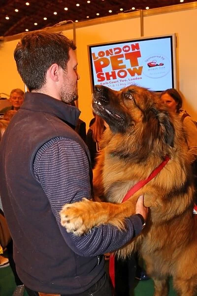Simba the Leonberger dog, winner of Top Dog Model, at the London Pet Show 2013