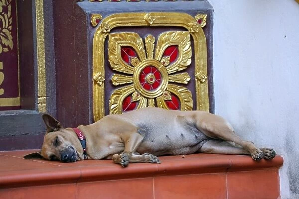 Sleeping dog in Chiang Mai, Thailand