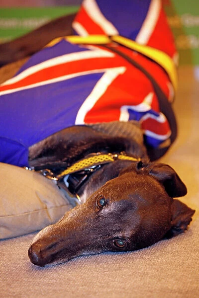 Sleeping greyhound wearing a union jack coat
