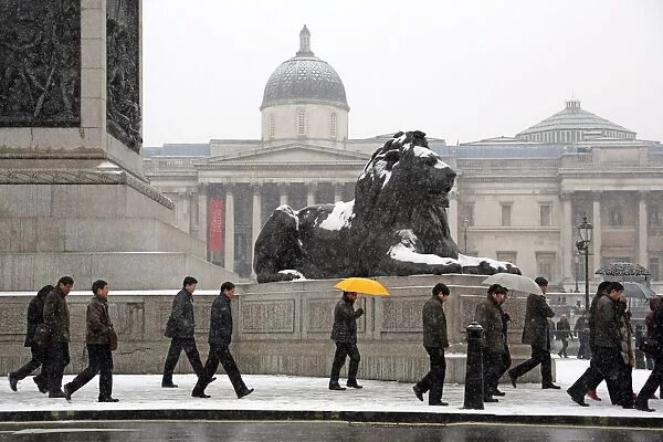 Snow on a lion in Trafalgar Square, Londo