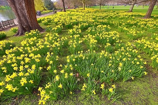 Spring Daffodils in St. James Park, London