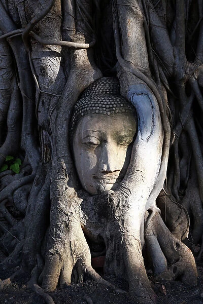The stone head of Buddha statue in roots of a Bodhi tree, Wat Mahathat, Ayutthaya
