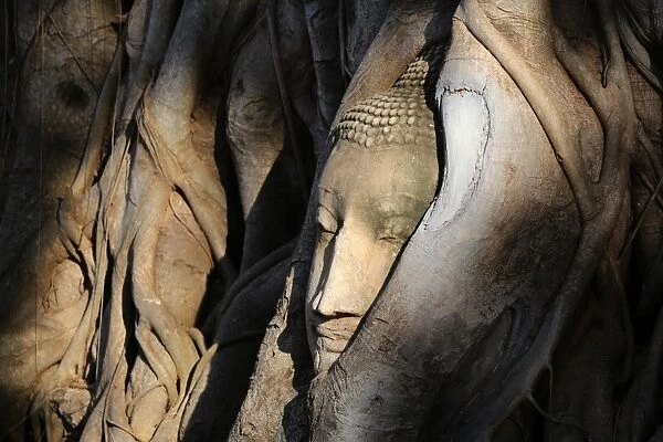 The stone head of a Buddha statue in the roots of a Bodhi tree in Wat Mahathat, Ayutthaya