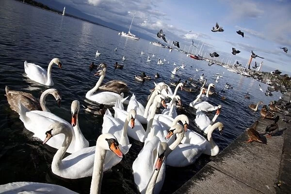 Swans on Lake Leman, Geneva, Switzerland