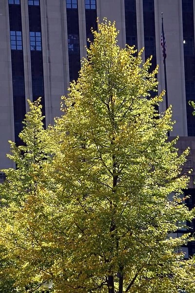 Tree with Autumn foliage
