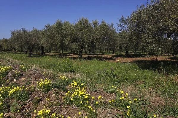 Trees in an olive orchard grove near Trapani, Sicily, Italy