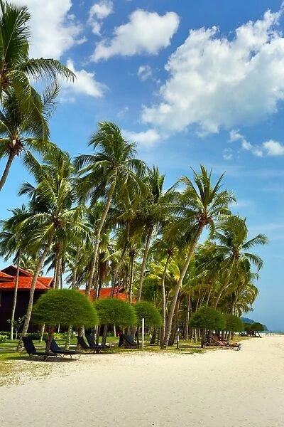 Tropical sandy beach with palm trees in Pantai Cenang, Langkawi, Malaysia
