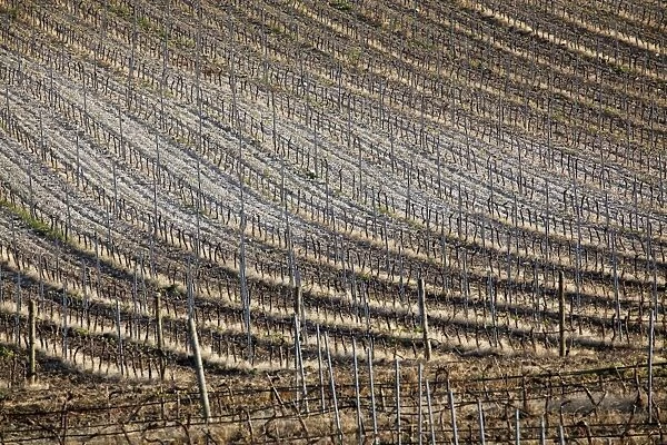 Vineyard near Marsala, Sicily, Italy