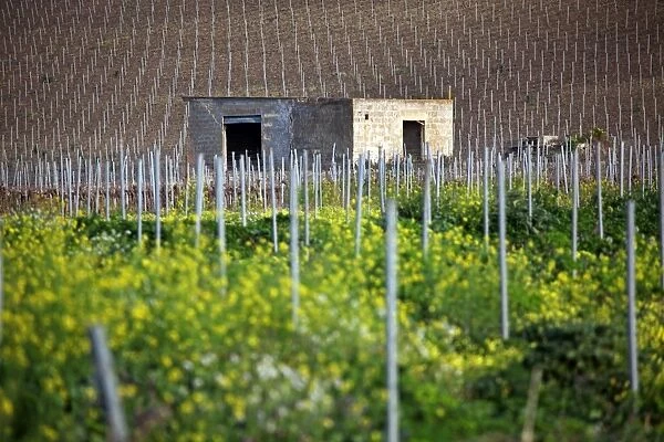 Vineyard near Marsala, Sicily, Italy